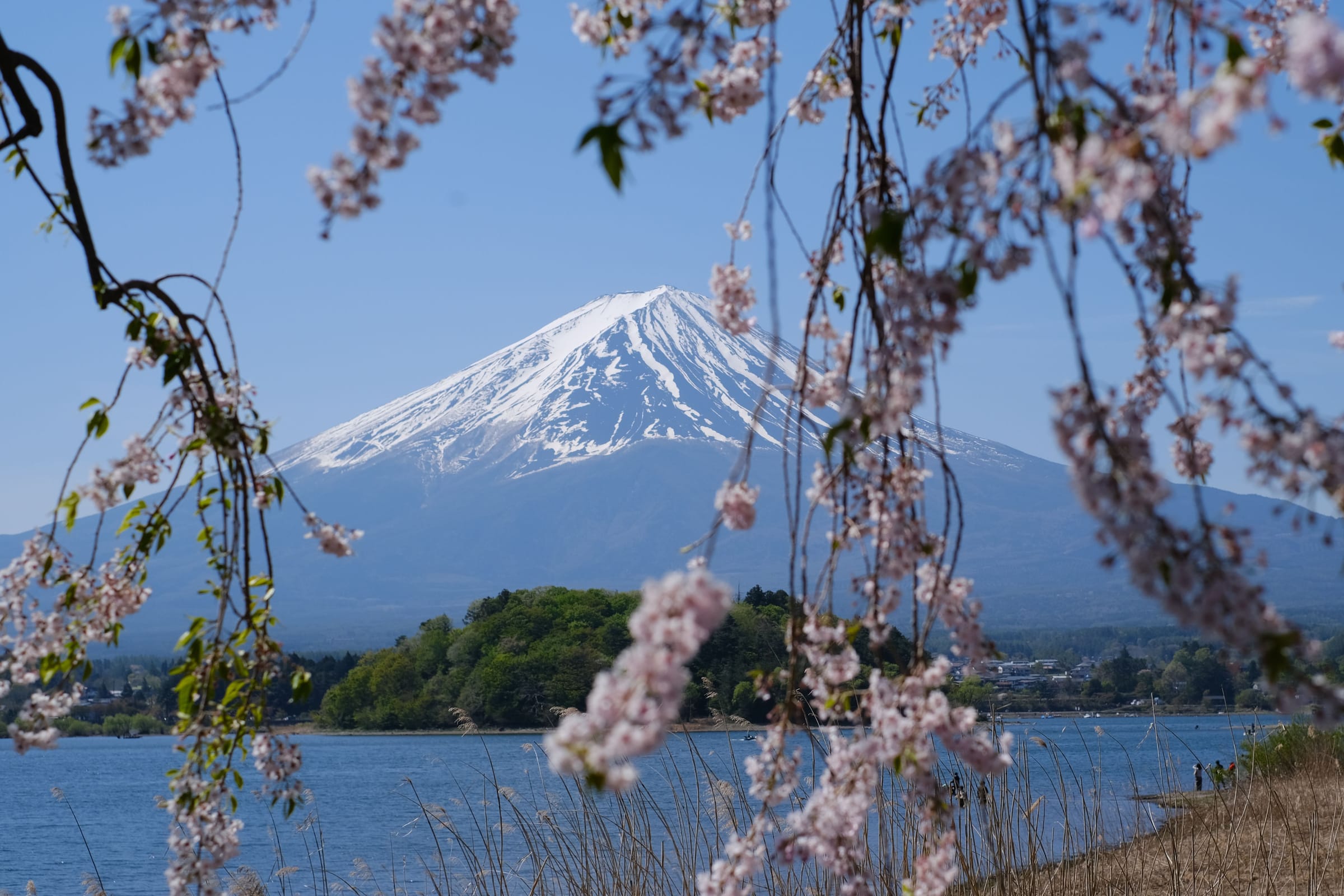 Snow-capped Mount Fuji above a lake, framed by cherry blossom branches